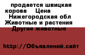 продается швицкая корова  › Цена ­ 150 000 - Нижегородская обл. Животные и растения » Другие животные   